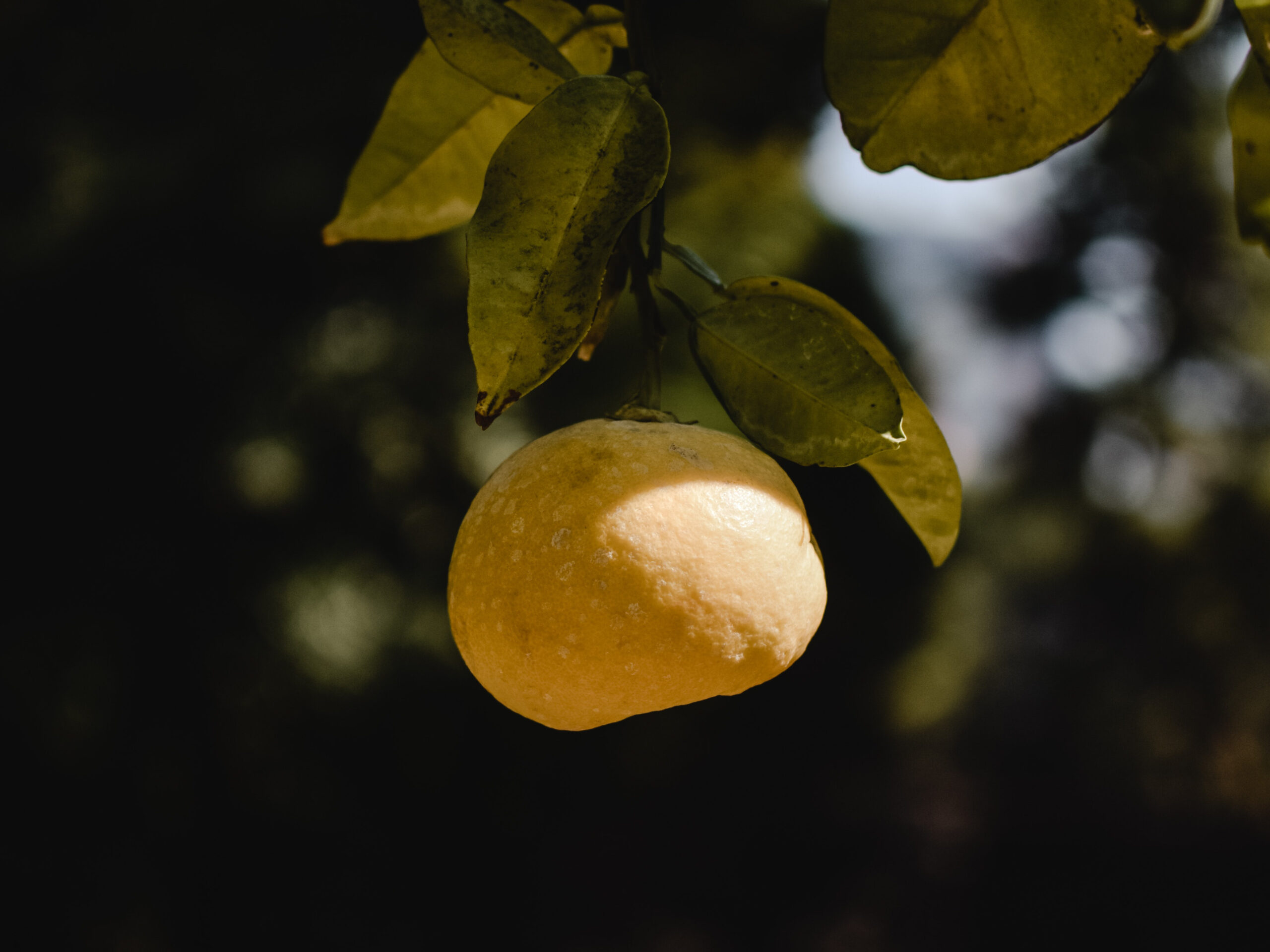 Юзу/ Японски лимон (Citrus junos)