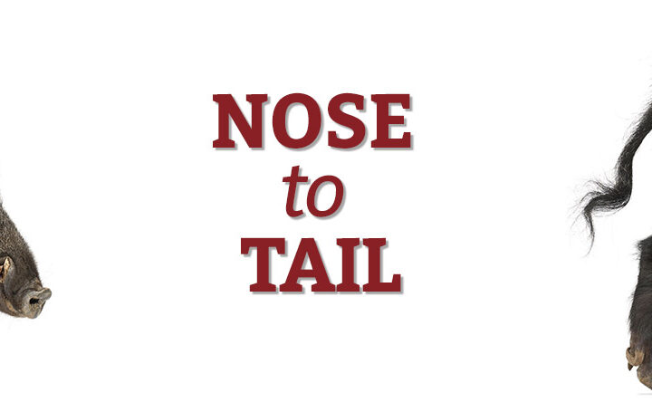 nose to tail