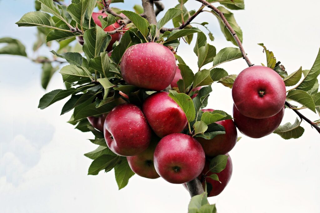 Ябълки - плод с много приложения