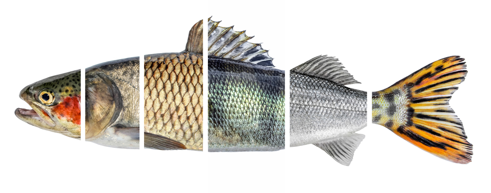 Класификация на риби
