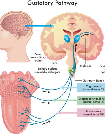Неврогастрономия